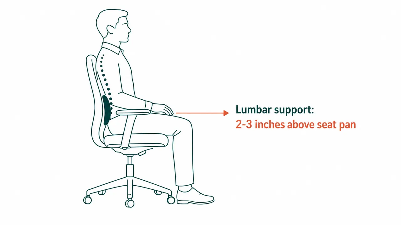 Diagram showing correct lumbar support position against the lower spine curve